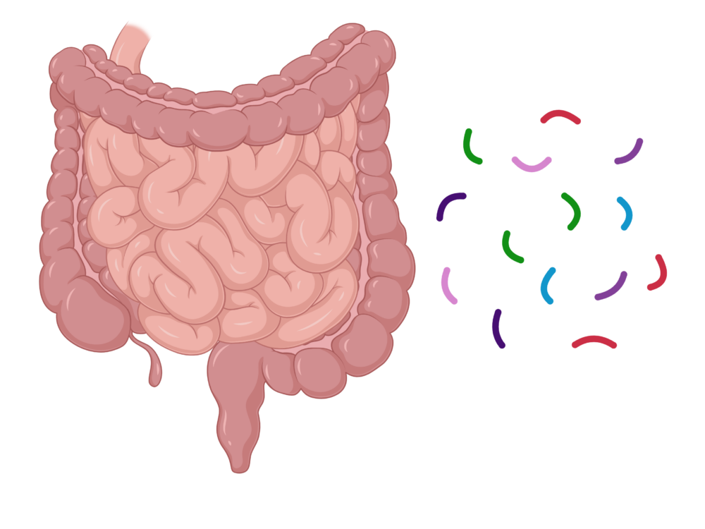 Gut Hormones Image